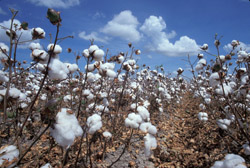 Champ de coton - domaine public - US dept of agriculture