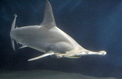 Requin marteau - CC-BY - Auteur flickr/Suneko